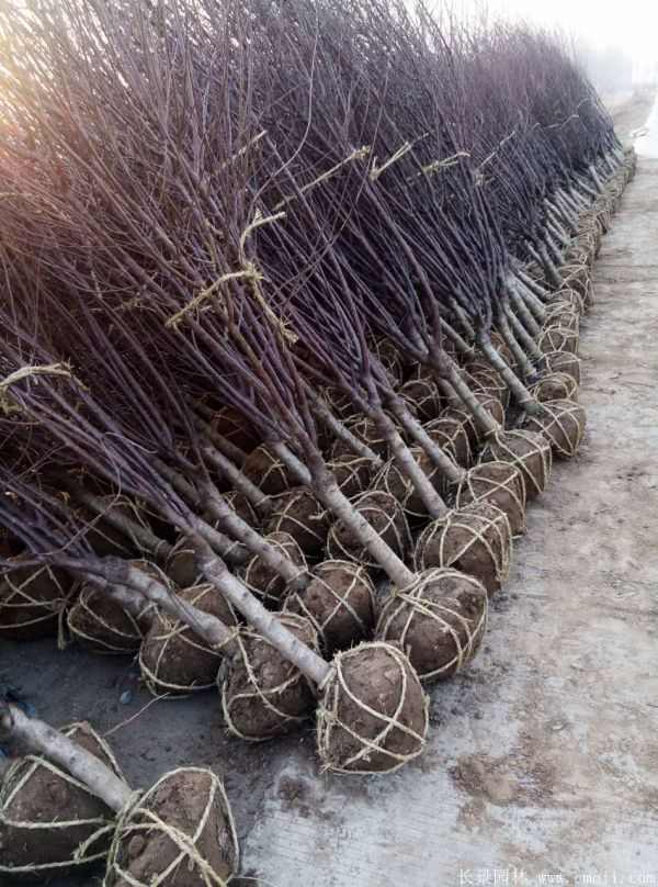 榆叶梅图片基地实拍 榆叶梅图片基地实拍