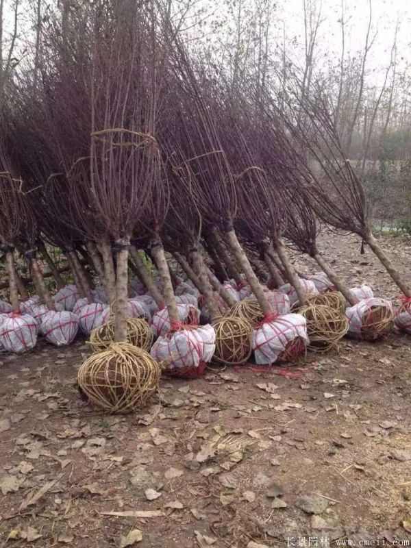 榆叶梅图片基地实拍 榆叶梅图片基地实拍