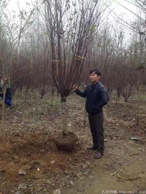 榆叶梅图片基地实拍 榆叶梅图片基地实拍