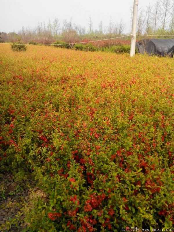 贴梗海棠图片基地实拍 贴梗海棠图片基地实拍