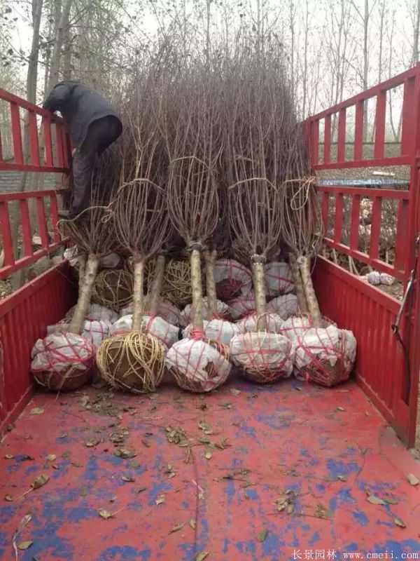 榆叶梅图片基地实拍 榆叶梅图片基地实拍
