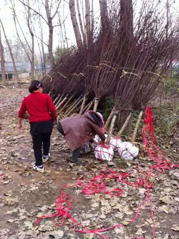 榆叶梅图片基地实拍 榆叶梅图片基地实拍