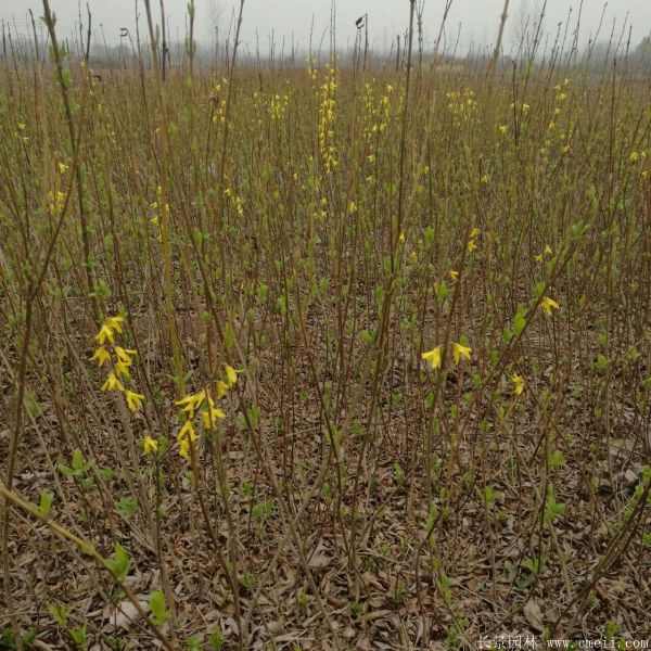 连翘图片基地实拍 连翘图片基地实拍