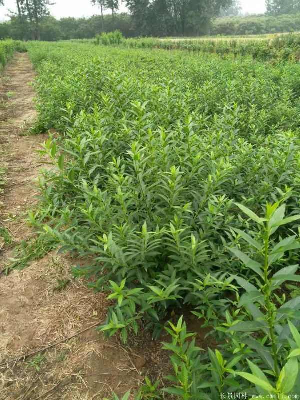 连翘图片基地实拍 连翘图片基地实拍