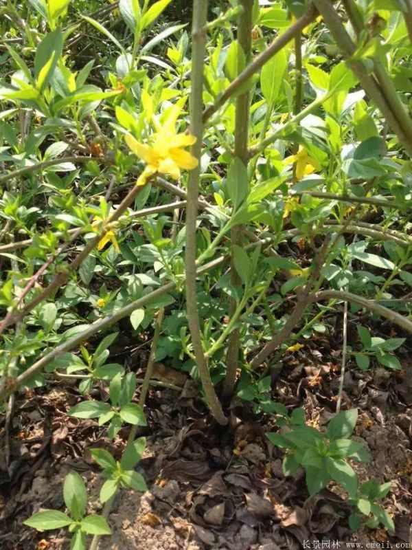 连翘图片基地实拍 连翘图片基地实拍