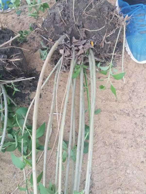 连翘图片基地实拍 连翘图片基地实拍
