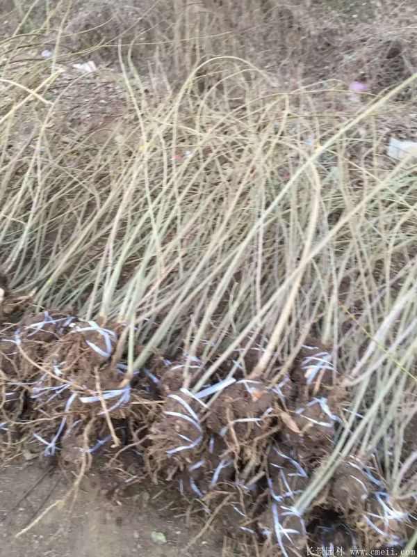 连翘图片基地实拍 连翘图片基地实拍