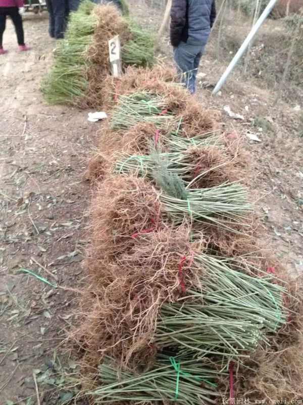 连翘图片基地实拍 连翘图片基地实拍