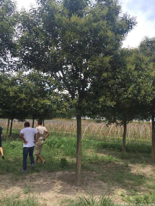 大叶女贞图片大叶女贞基地实拍 大叶女贞图片大叶女贞基地实拍