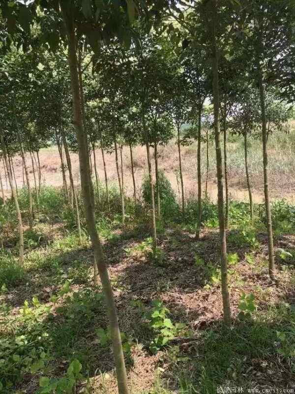大叶女贞图片大叶女贞基地实拍 大叶女贞图片大叶女贞基地实拍