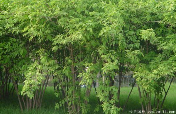金银木种植技术与价格全攻略｜苗木选购实用指南