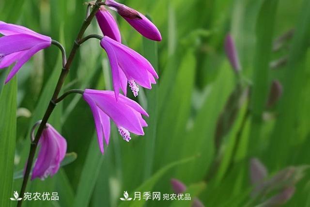 南阳中药材白芨的养殖技术方法(图1) 南阳中药材白芨的养殖技术方法(图1)
