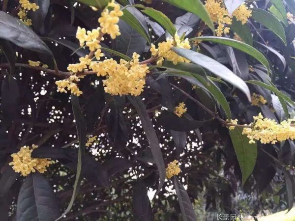 桂花树图片桂花树基地实拍