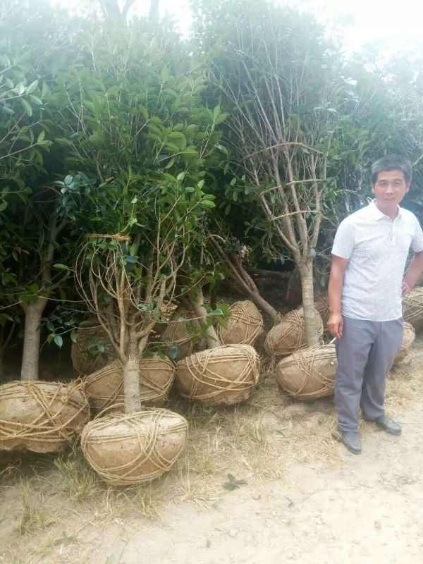 桂花树图片桂花树基地实拍