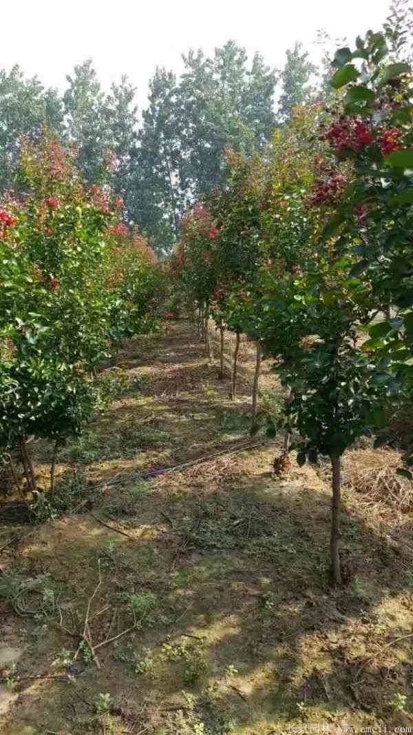 紫薇树图片基地实拍 紫薇树图片基地实拍