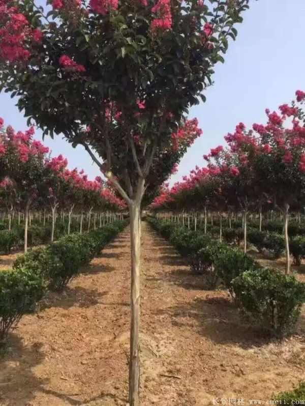 紫薇树图片基地实拍 紫薇树图片基地实拍