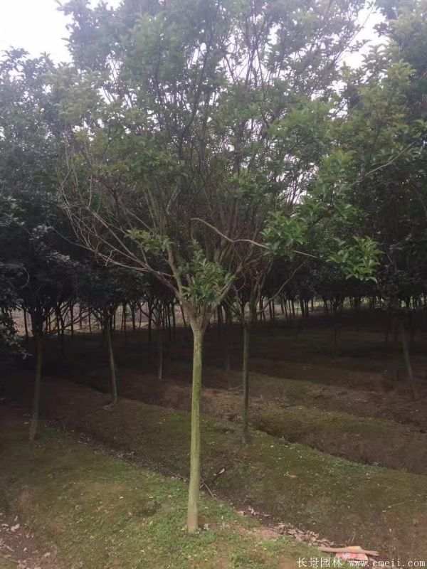 紫薇树图片基地实拍 紫薇树图片基地实拍