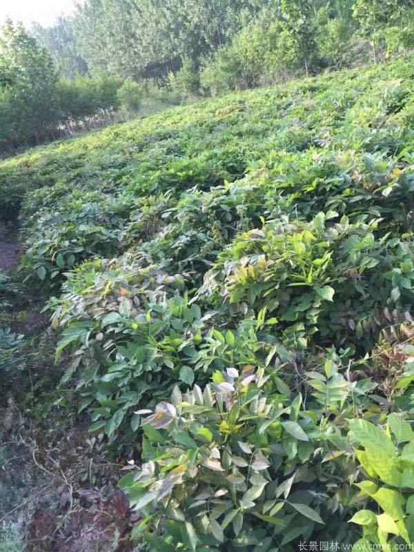 紫藤小苗图片基地实拍 紫藤小苗图片基地实拍