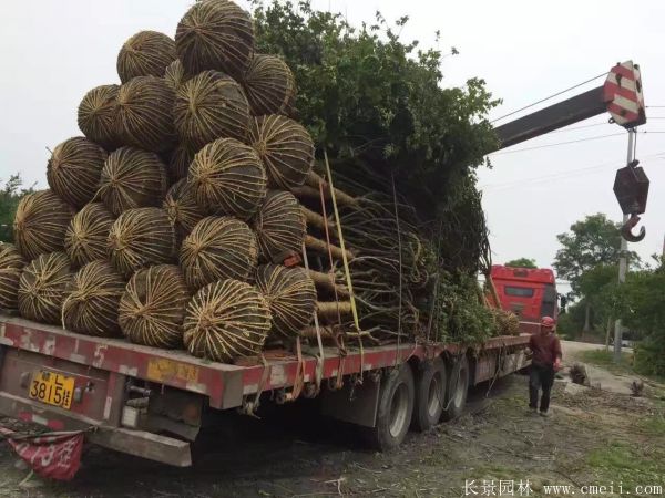 紫薇树图片基地实拍 紫薇树图片基地实拍