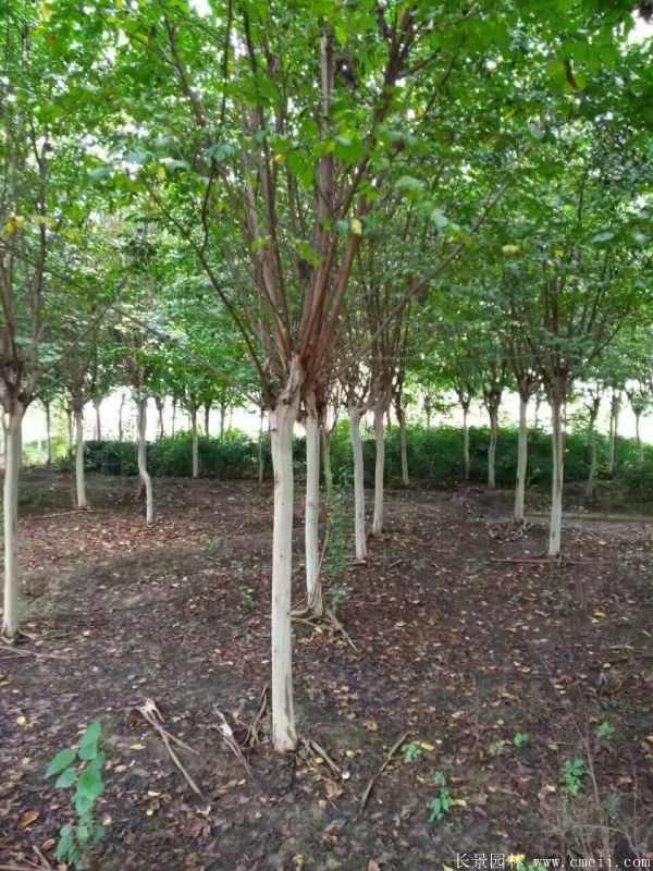 紫薇树图片基地实拍 紫薇树图片基地实拍