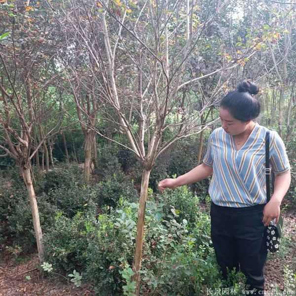 紫薇树图片基地实拍 紫薇树图片基地实拍