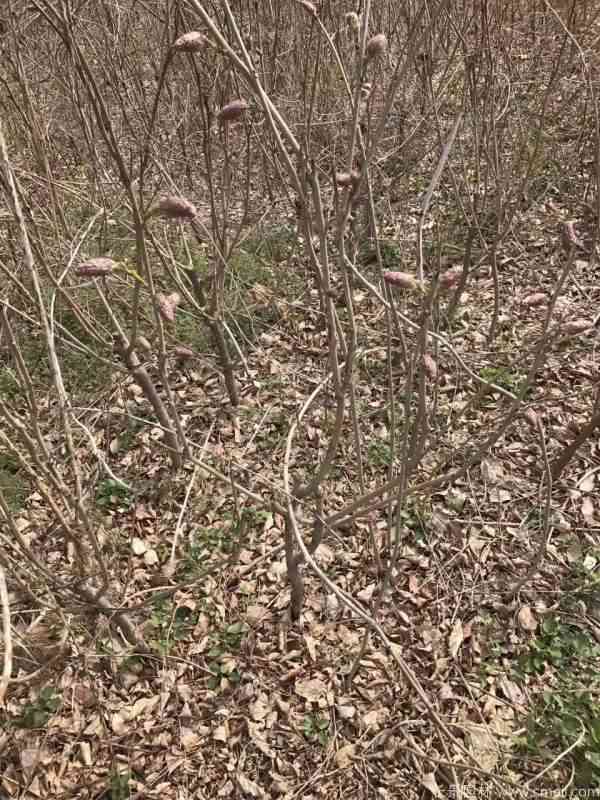 紫藤花苞图片基地实拍 紫藤花苞图片基地实拍