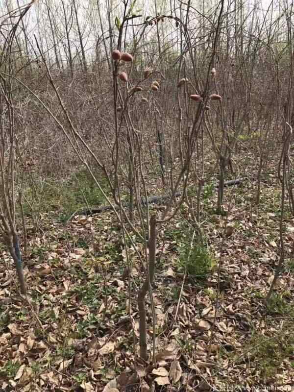 紫藤花苞图片基地实拍 紫藤花苞图片基地实拍