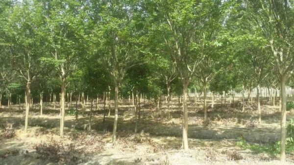 紫薇树图片基地实拍 紫薇树图片基地实拍