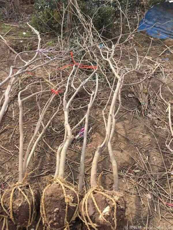紫藤图片基地实拍 紫藤图片基地实拍