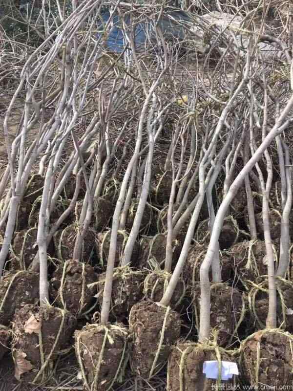 紫藤图片基地实拍 紫藤图片基地实拍