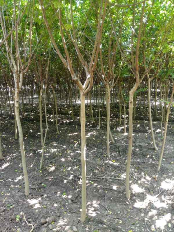 紫薇树图片基地实拍 紫薇树图片基地实拍