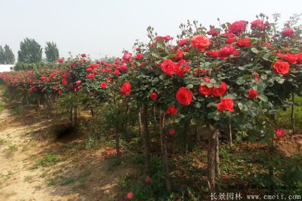 树状月季图片基地实拍 树状月季图片基地实拍