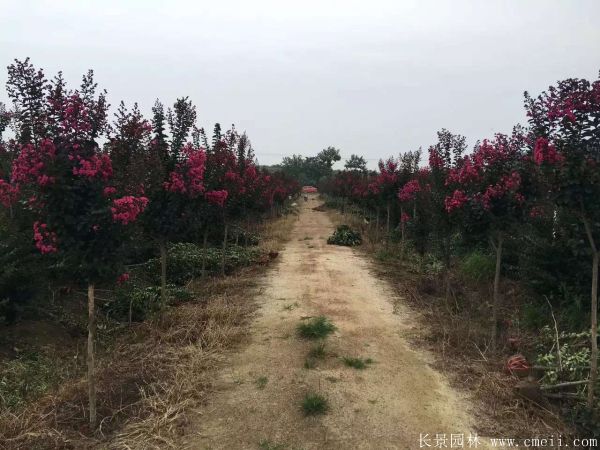 紫薇树图片基地实拍 紫薇树图片基地实拍