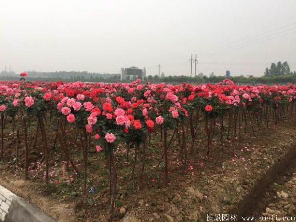 树状月季图片基地实拍 树状月季图片基地实拍