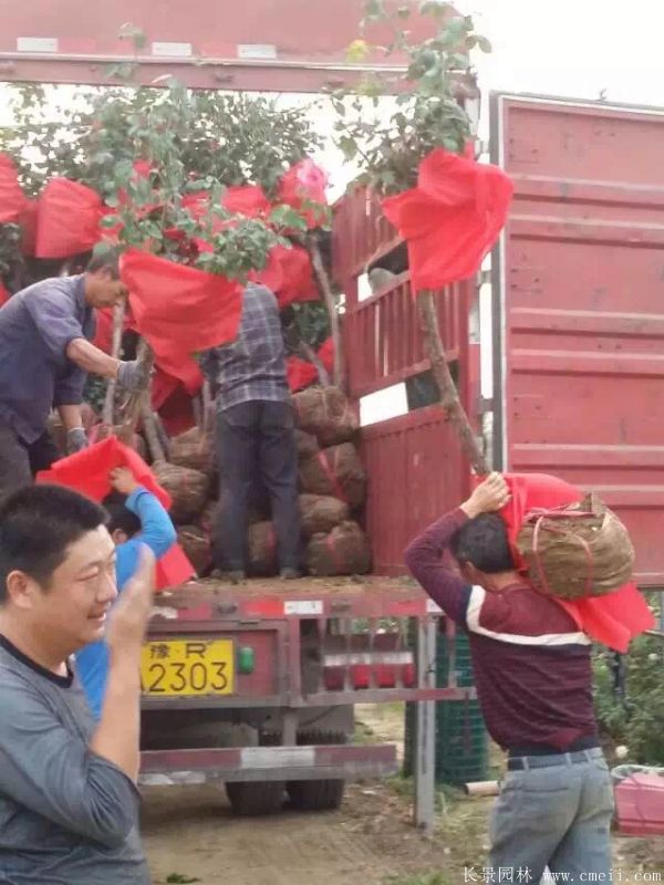 树状月季图片基地实拍 树状月季图片基地实拍