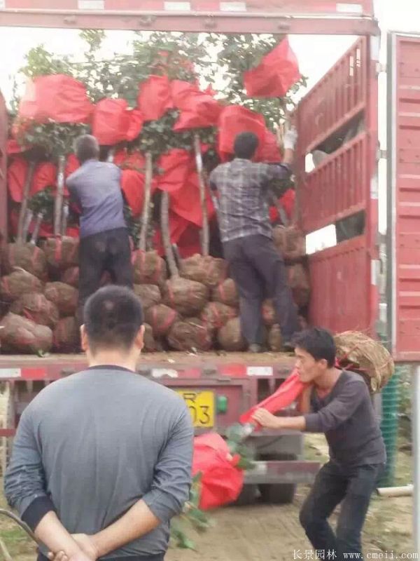 树状月季图片基地实拍 树状月季图片基地实拍