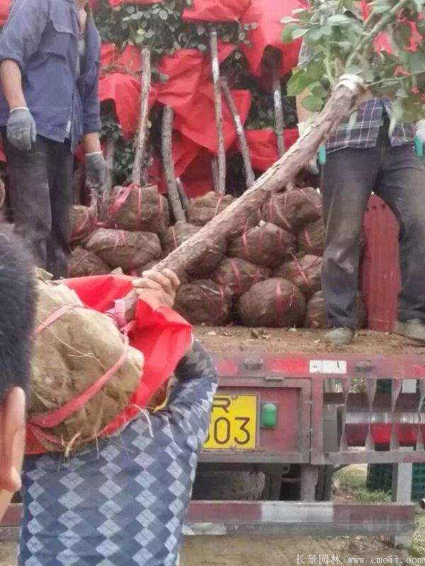 树状月季图片基地实拍 树状月季图片基地实拍