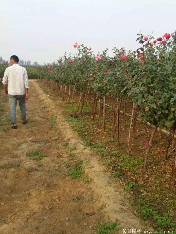 树状月季图片基地实拍 树状月季图片基地实拍