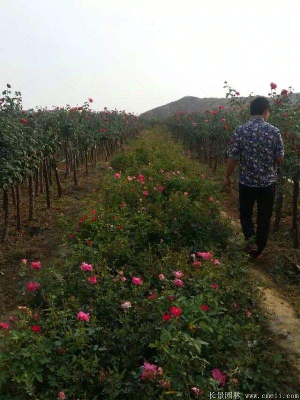 树状月季图片基地实拍 树状月季图片基地实拍