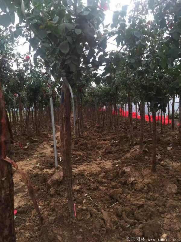 树状月季图片基地实拍 树状月季图片基地实拍