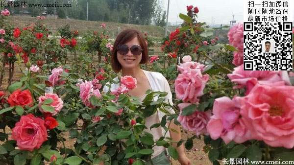 月季树状月季花基地 月季树状月季花基地