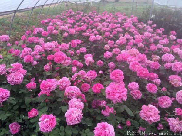 月季花图片基地实拍 月季花图片基地实拍