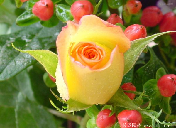 月季花图片基地实拍 月季花图片基地实拍
