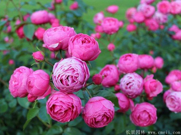 月季花图片基地实拍 月季花图片基地实拍