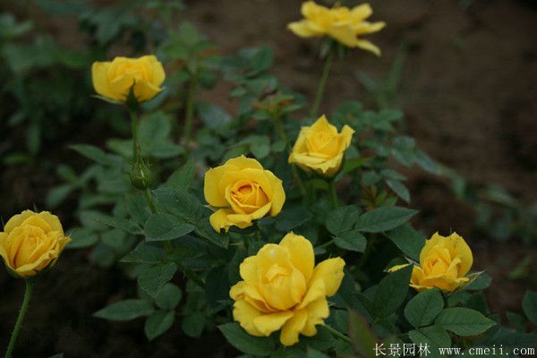 月季花图片基地实拍 月季花图片基地实拍