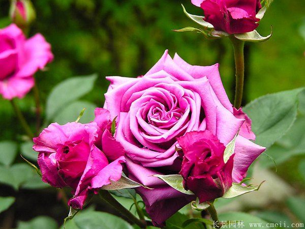 月季花图片基地实拍 月季花图片基地实拍