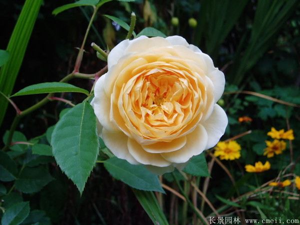 月季花图片基地实拍 月季花图片基地实拍