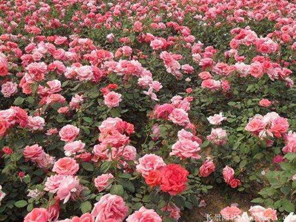 月季花图片基地实拍 月季花图片基地实拍