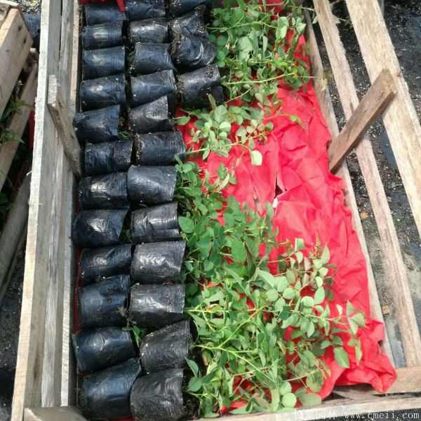 月季花小苗图片基地实拍 月季花小苗图片基地实拍