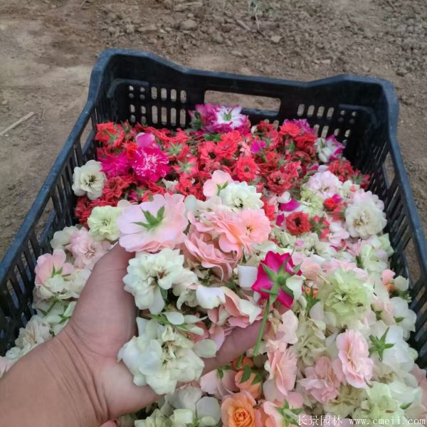 月季花图片基地实拍 月季花图片基地实拍